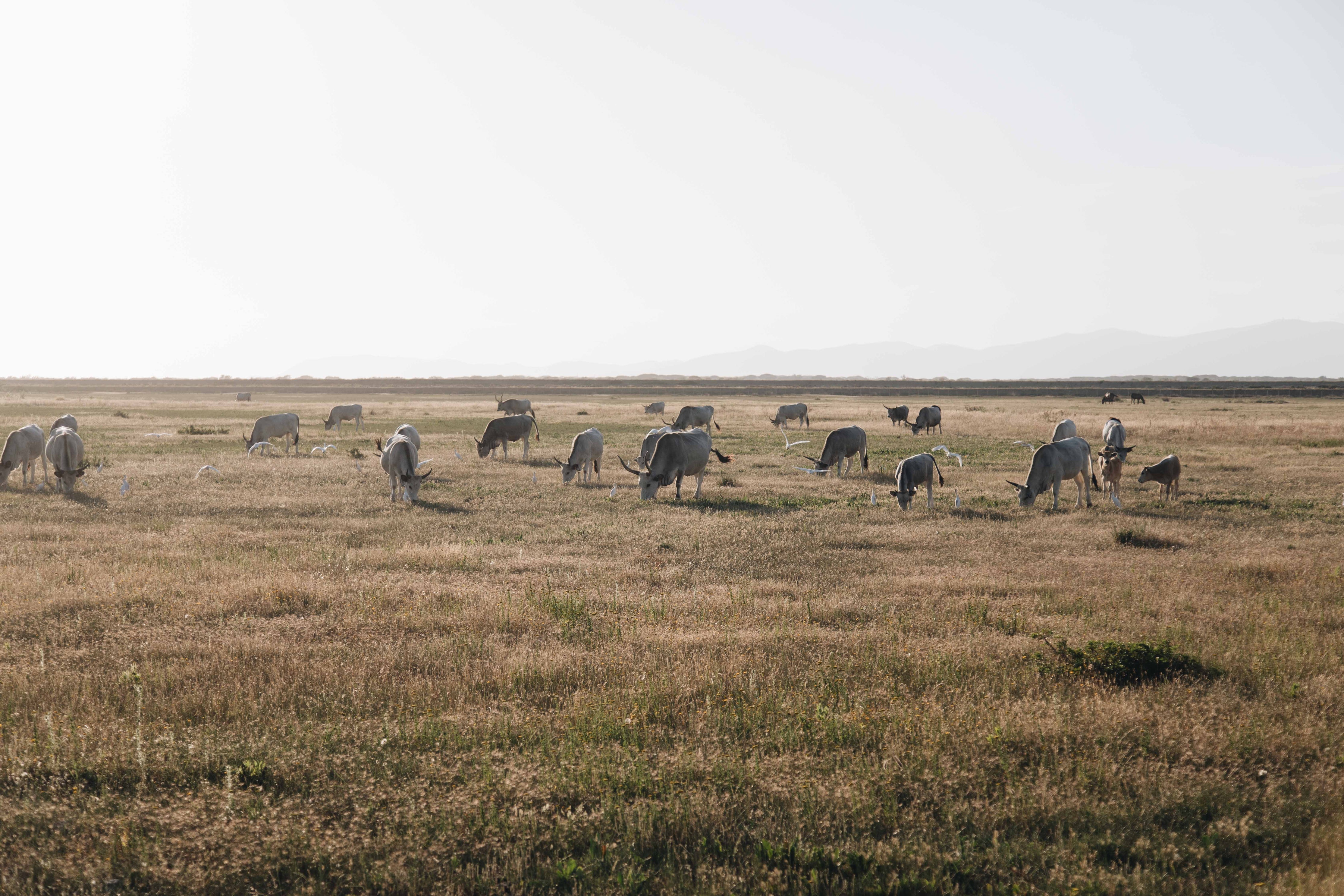 Major Benefits of Taking Grass-fed Collagen Daily